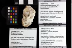 Foto (Objket + Etiketten) von Longodromites ovalis (Moericke, 1897) 